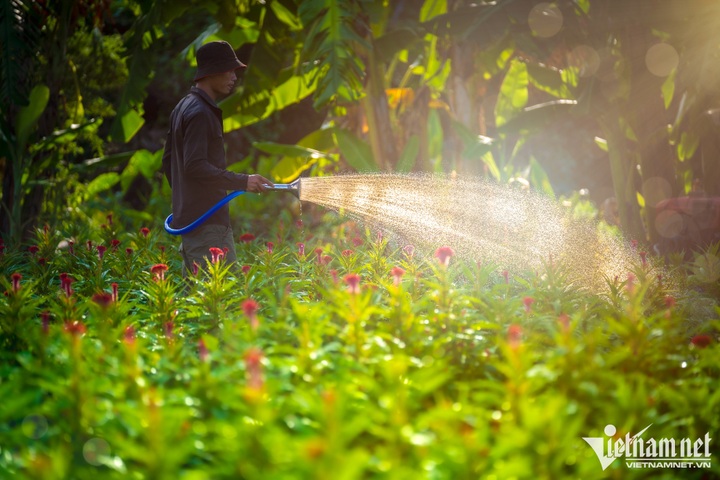 Flower village in HCM City ahead of Tet - 3