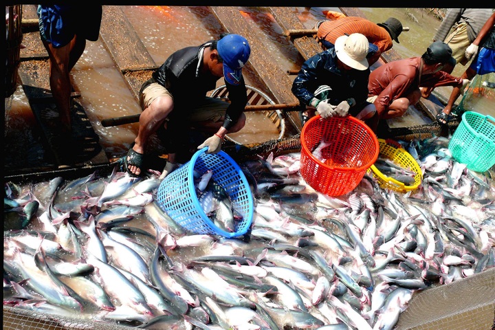 Vietnam to hold first cat fish festival soon - 1 Vietnam to hold first cat fish festival soon - 1