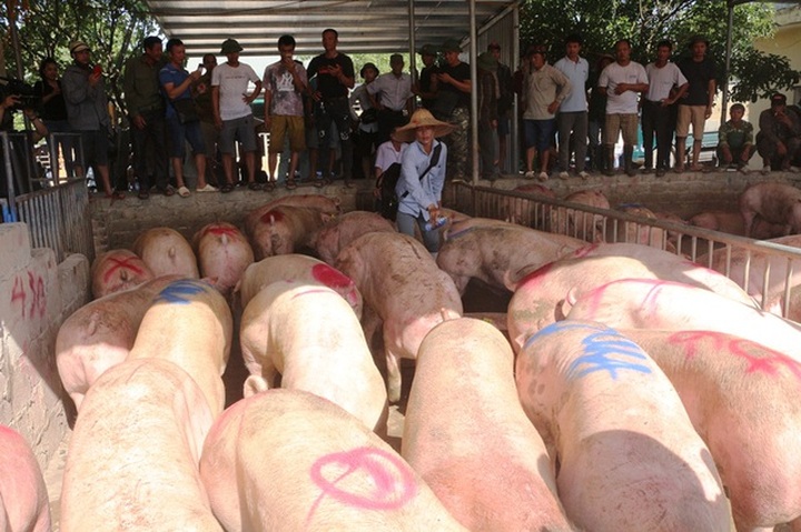 Hundreds of Thai pigs sold out - 1