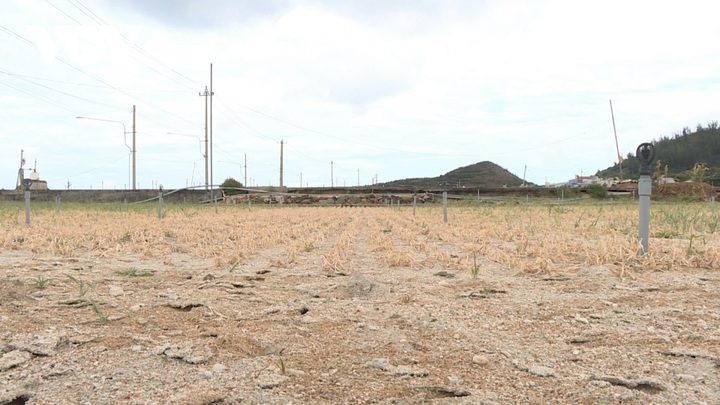 Ly Son farmland abandoned due to drought - 1
