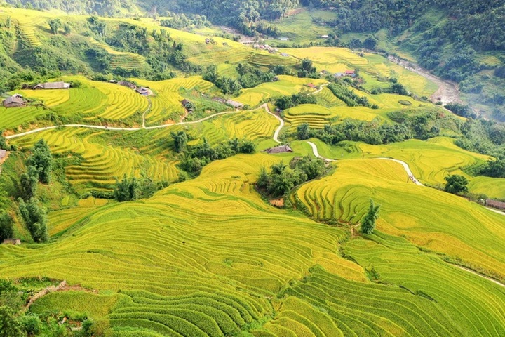 Breath-taking beauty of Sapa’s ripening paddy fields - 5