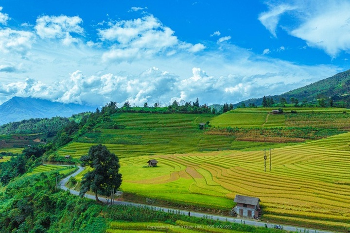 Breath-taking beauty of Sapa’s ripening paddy fields - 4