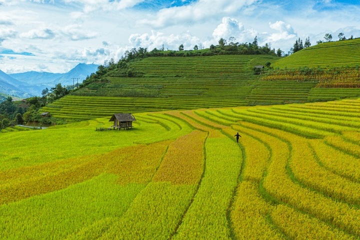 Breath-taking beauty of Sapa’s ripening paddy fields - 6