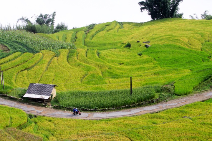 Ripening rice fields in Vietnam's northwestern region - 5