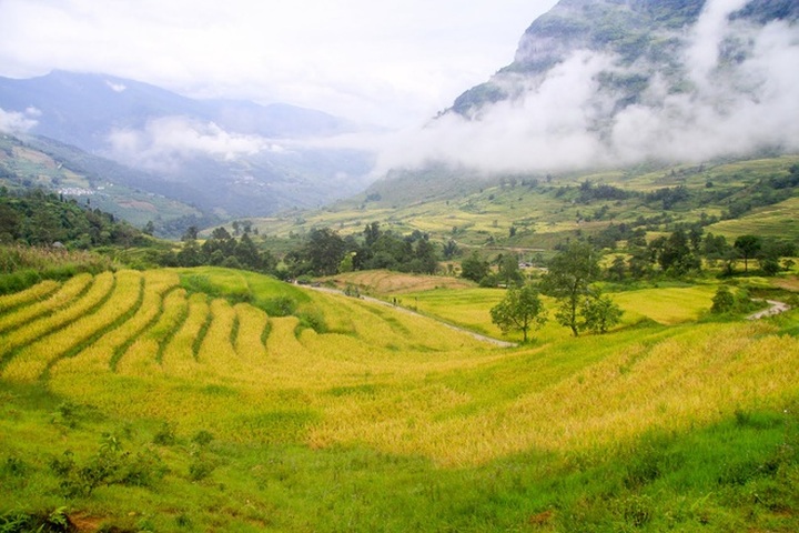 Ripening rice fields in Vietnam's northwestern region - 6