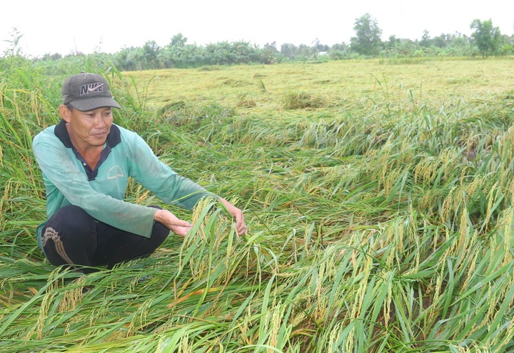 Mekong Delta rice fields submerged in floods - 2 Mekong Delta rice fields submerged in floods - 2