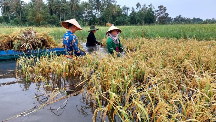 Mekong Delta rice fields submerged in floods - 4 Mekong Delta rice fields submerged in floods - 4