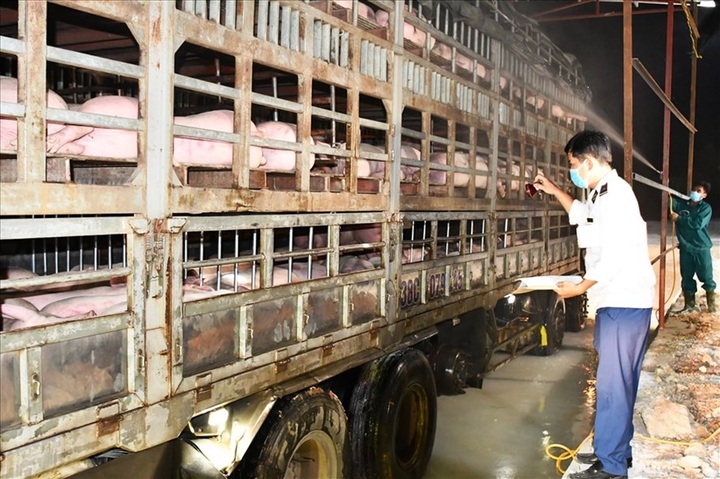 Vietnam to halt live pig imports from Thailand - 1 Vietnam to halt live pig imports from Thailand - 1