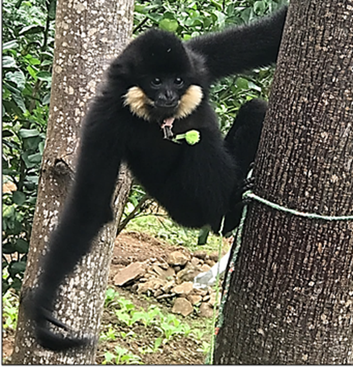 Rare langur found in Danang for the first time - 1