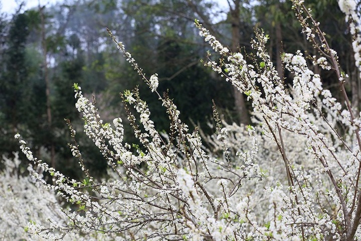 Bac Ha blossoms with flowering plum trees - 4 Bac Ha blossoms with flowering plum trees - 4