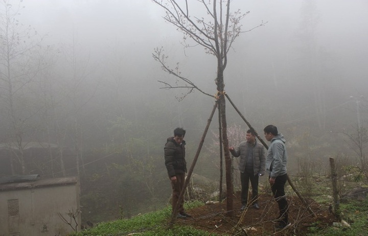 Wild plum trees seized through illegal logging in Sapa - 2