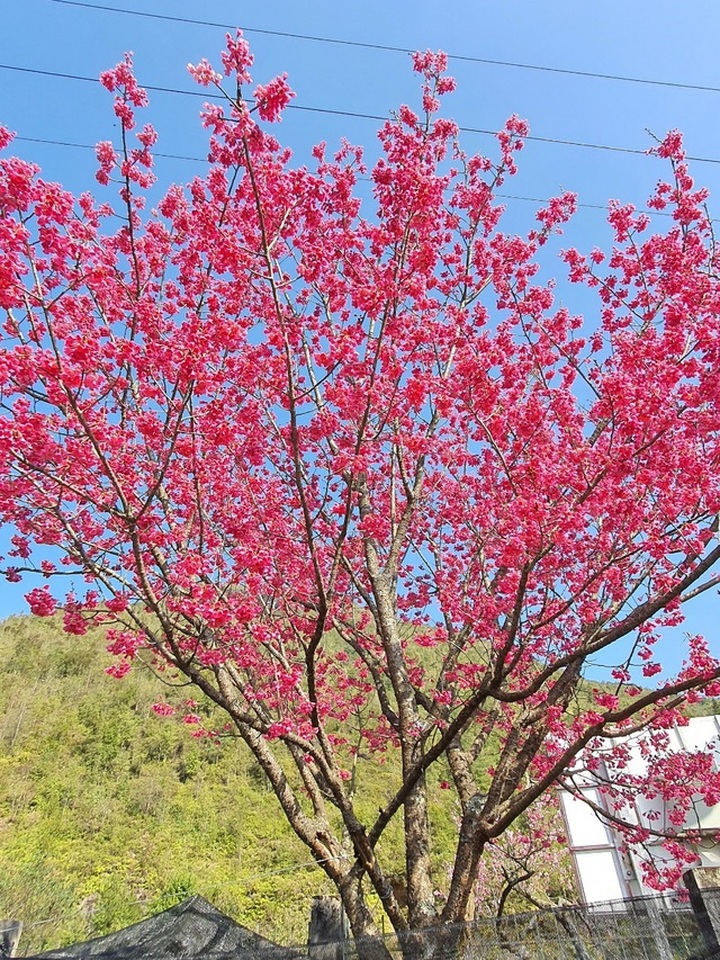 Wild plum trees seized through illegal logging in Sapa - 1
