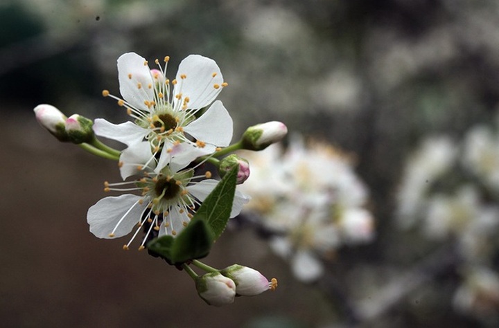 Bac Ha blossoms with flowering plum trees - 5 Bac Ha blossoms with flowering plum trees - 5