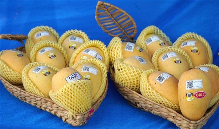 Vietnam ranks third in exporting mango to RoK - 1 Vietnam ranks third in exporting mango to RoK - 1