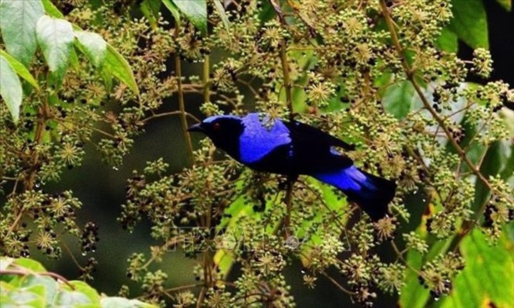 Meeting helps finalise strategy for species conservation - 1