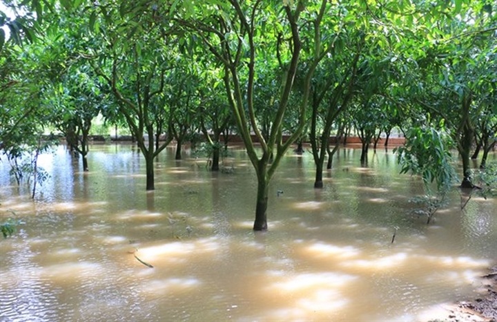 Mekong Delta preparing for more high tides - 1