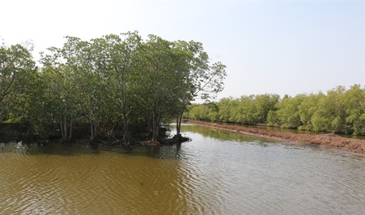 Mekong Delta to increase forest cover - 1 Mekong Delta to increase forest cover - 1
