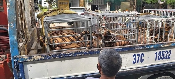 17 tigers illegally kept in Nghe An - 1