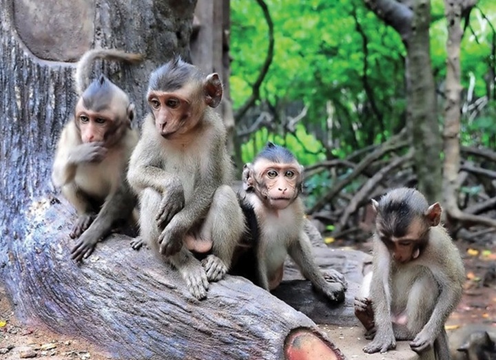 Vietnamese businesses to export monkeys to China - 1 Vietnamese businesses to export monkeys to China - 1