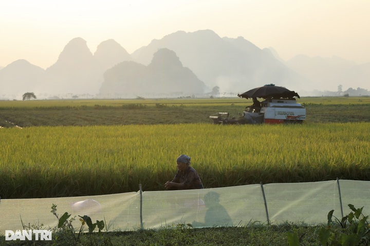 Rice harvest season in Hanoi’s suburbs - 3 Rice harvest season in Hanoi’s suburbs - 3