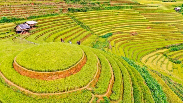 Mu Cang Chai coloured yellow during harvest season - 5