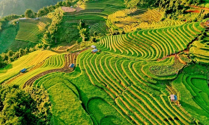 Mu Cang Chai coloured yellow during harvest season - 4