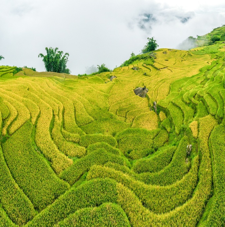 Y Ty in ripening rice season - 4 Y Ty in ripening rice season - 4