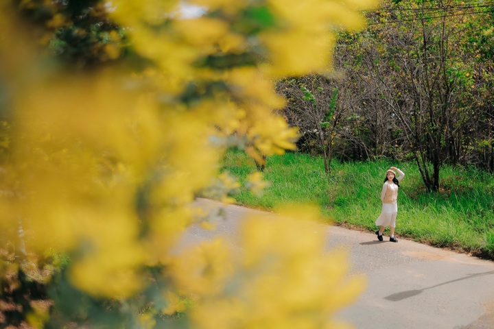 Dalat covered in yellow mimosa blossoms - 2