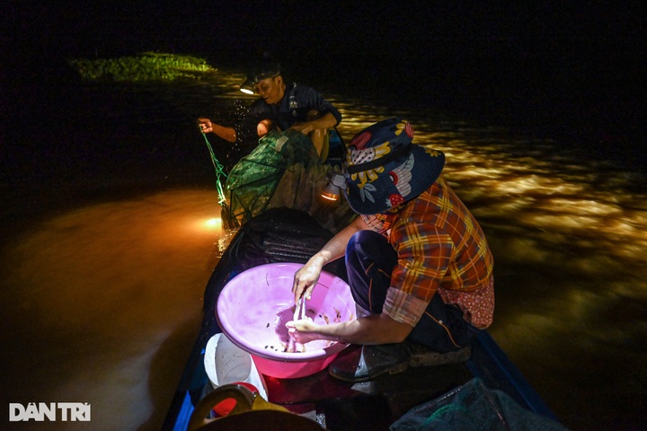 Fish hunting season in Mekong Delta region’s flood season - 4 Fish hunting season in Mekong Delta region’s flood season - 4
