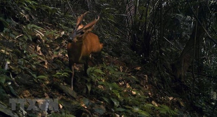 Vietnam to honour 21 organisations, individuals for contributions to wildlife conservation - 1