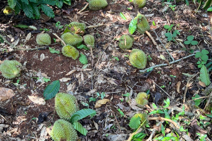 Bad weather hits durian growers in Dak Lak - 1