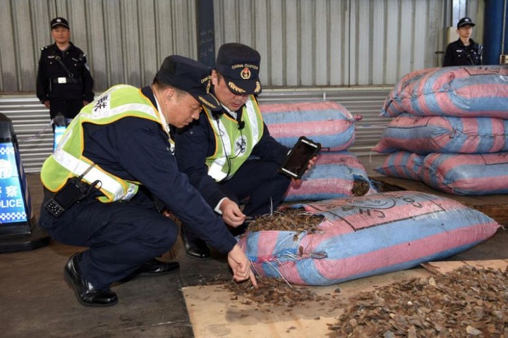 Nearly 900,000 pangolins trafficked in Southeast Asia: watchdog - 1