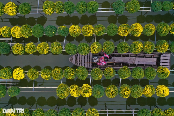 Dong Thap Flower village ahead of Tet - 3 Dong Thap Flower village ahead of Tet - 3