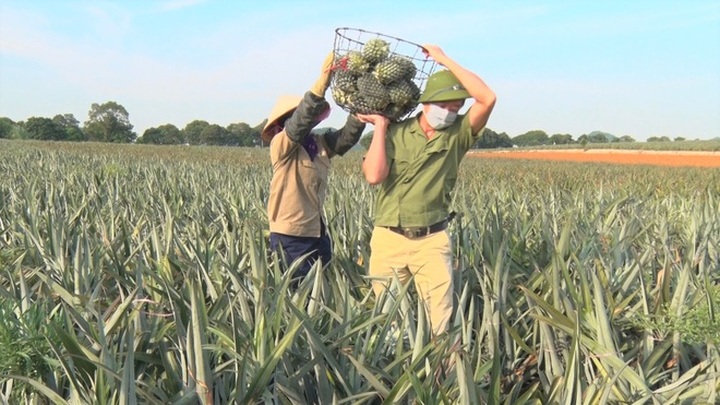 Ninh Binh farmers enjoy bountiful pineapple crops - 1