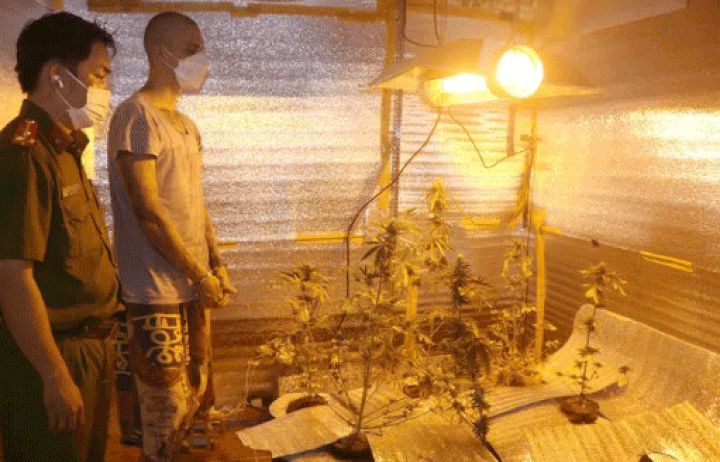 Russian couple caught growing cannabis plants in Phan Thiet - 1