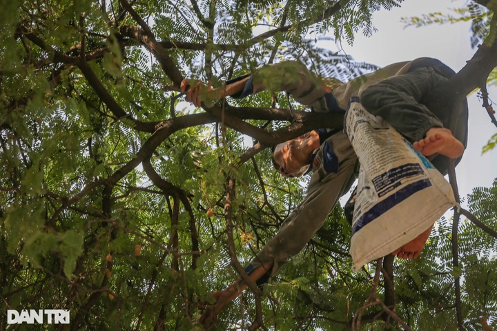Man earns living collecting tamarind fruit in HCM City - 2