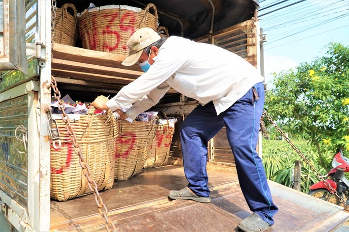 Dragon fruit growers face loss due to price fall - 6