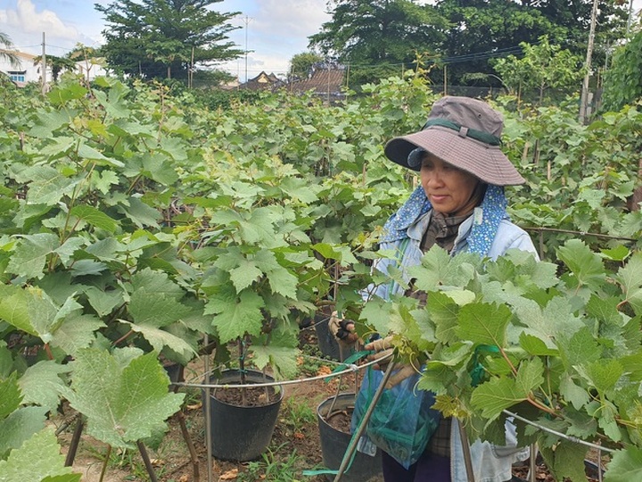 Ninh Thuan grapefruit selling well - 3