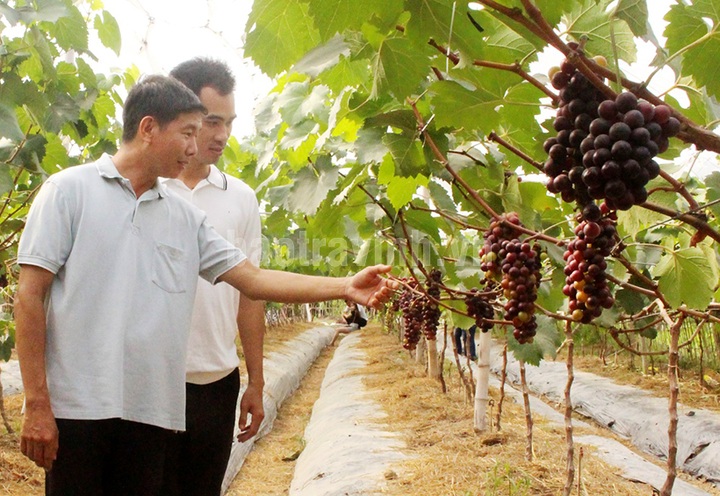Tra Vinh farmer earns good money from grapes - 2 Tra Vinh farmer earns good money from grapes - 2