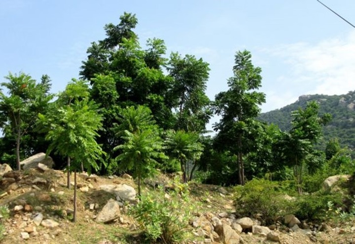 Ninh Thuan to grow more new forests - 1