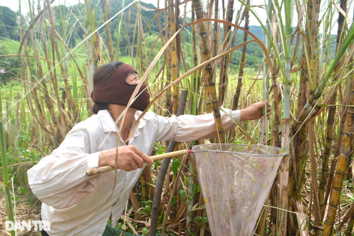 Grasshoppers destroy Nghe An crops, forest - 3