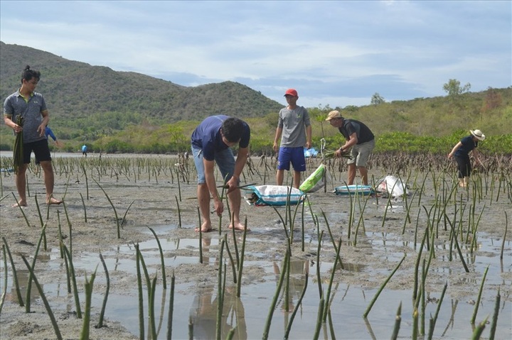 Nha Trang starts mangrove restoration project - 2