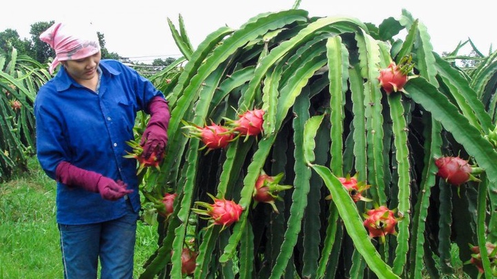 PM approves Vietnam National Brand Program - 1