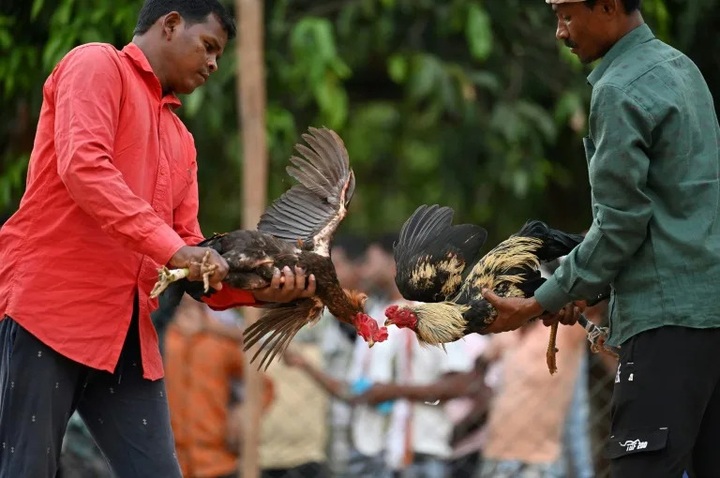 Cockfights still rule the roost in India's forest villages - 1