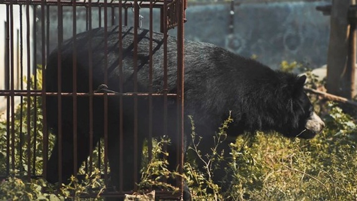 Education for Nature-Vietnam calls for bear protection in short film - 1