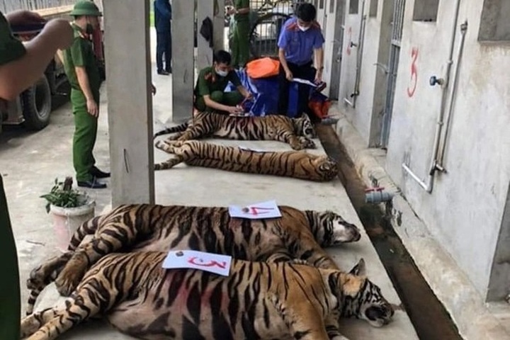 Future of Nghe An rescued tigers considered - 2