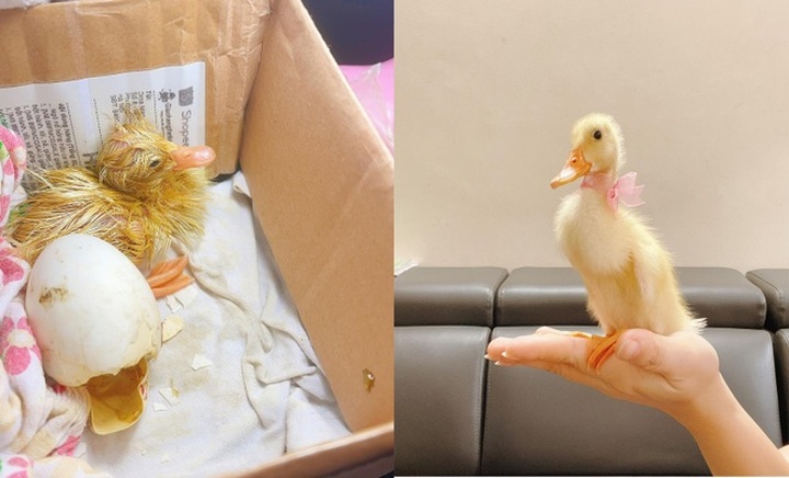 Children keep ducklings as pets during social distancing - 2