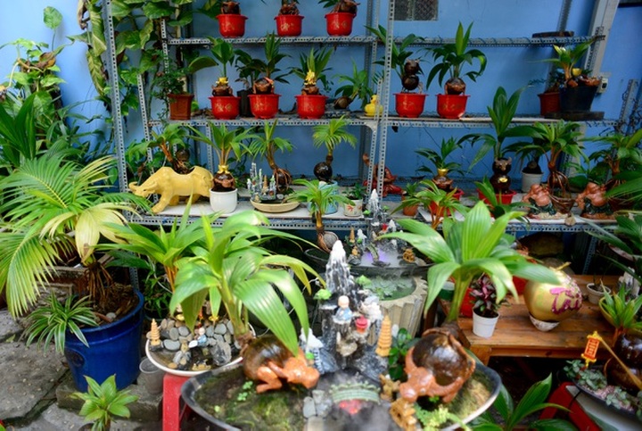 Buffalo-shaped bonsai trees bring good money on Tet - 9