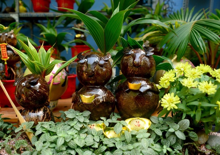 Buffalo-shaped bonsai trees bring good money on Tet - 4