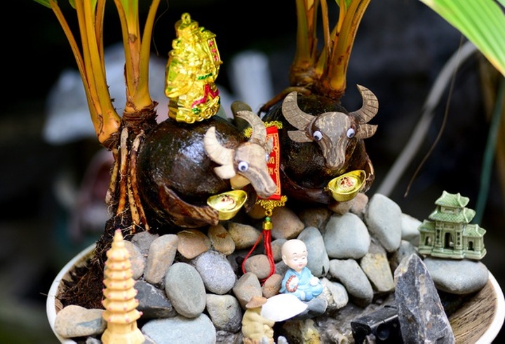 Buffalo-shaped bonsai trees bring good money on Tet - 8